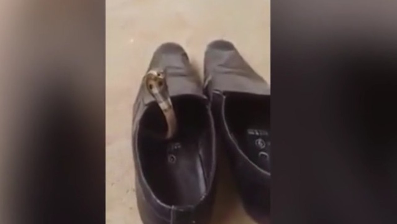 Il trouve un bébé cobra dans ses chaussures