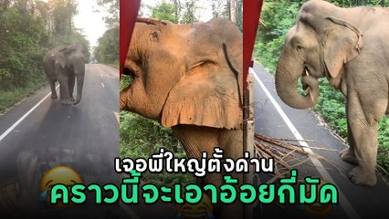 สาวโพสต์คลิป เจอช้างโบกรถกลางถนน ตรวจคุณภาพสินค้า ครั้งนี้จะเอาอ้อยกี่มัดดี