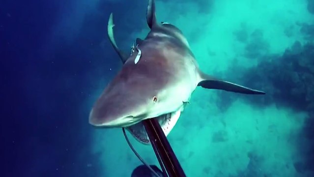 Un requin attaque un plongeur !