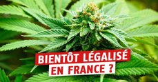 Des députés ont déposé un projet une loi pour la légalisation du cannabis en France