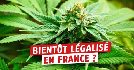 Des députés ont déposé un projet une loi pour la légalisation du cannabis en France