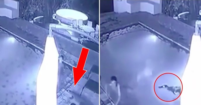 à Kariba au Zimbabwe, un jeune couple s'est fait attaquer par un crocodile dans une piscine de l'hôtel