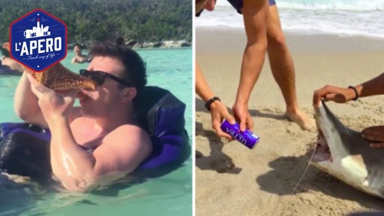 Spring Break : des jeunes martyrisent des animaux sauvages pour boire de l'alcool et faire la fête