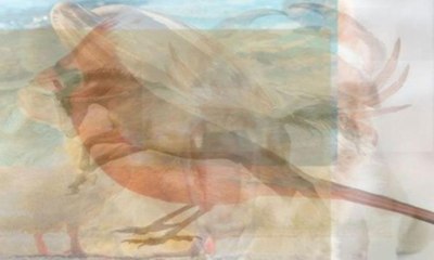 Combien d'animaux voyez-vous? Cela en dit long sur votre personnalité