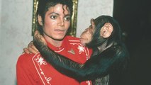 Bubbles : la triste histoire du chimpanzé de Michael Jackson