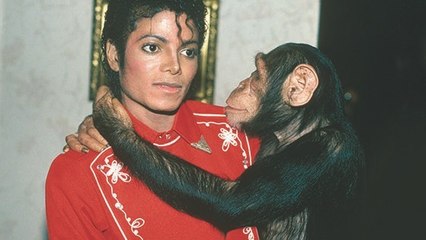 Bubbles : la triste histoire du chimpanzé de Michael Jackson