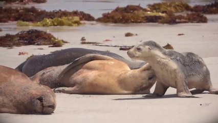 YOUNG SEAL PUPPY WITH  PARENTS ON THE BEACH