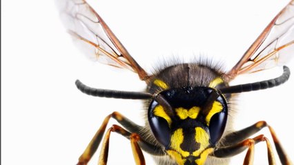 Ils découpent un nid de guêpes et font une découverte incroyable à l'intérieur