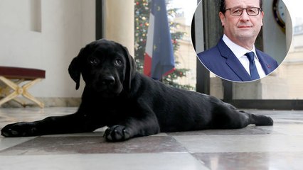 François Hollande : Qu'est devenue Philae, l'ancienne chienne présidentielle de l'Elysée ?