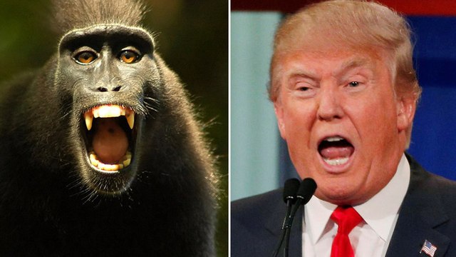 Donald Trump : la célèbre primatologue Jane Goodall compare le président des Etats-Unis à un chimpanzé