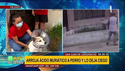 Sujeto que arrojó ácido muriático a perro también maltrataría a menores de su barrio