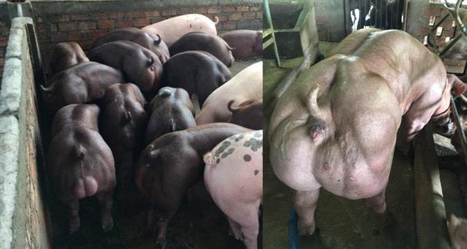 Cambodge : les images d'un élevage de cochons génétiquement modifiés provoque l'indignation