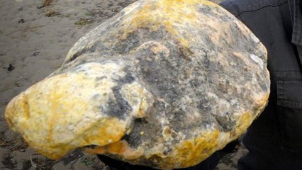 Ambre gris : le "vomi de cachalot" est une matière qui vaut plus cher que l'or