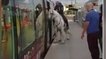 Il monte dans le tramway de Montpellier avec… son cheval !