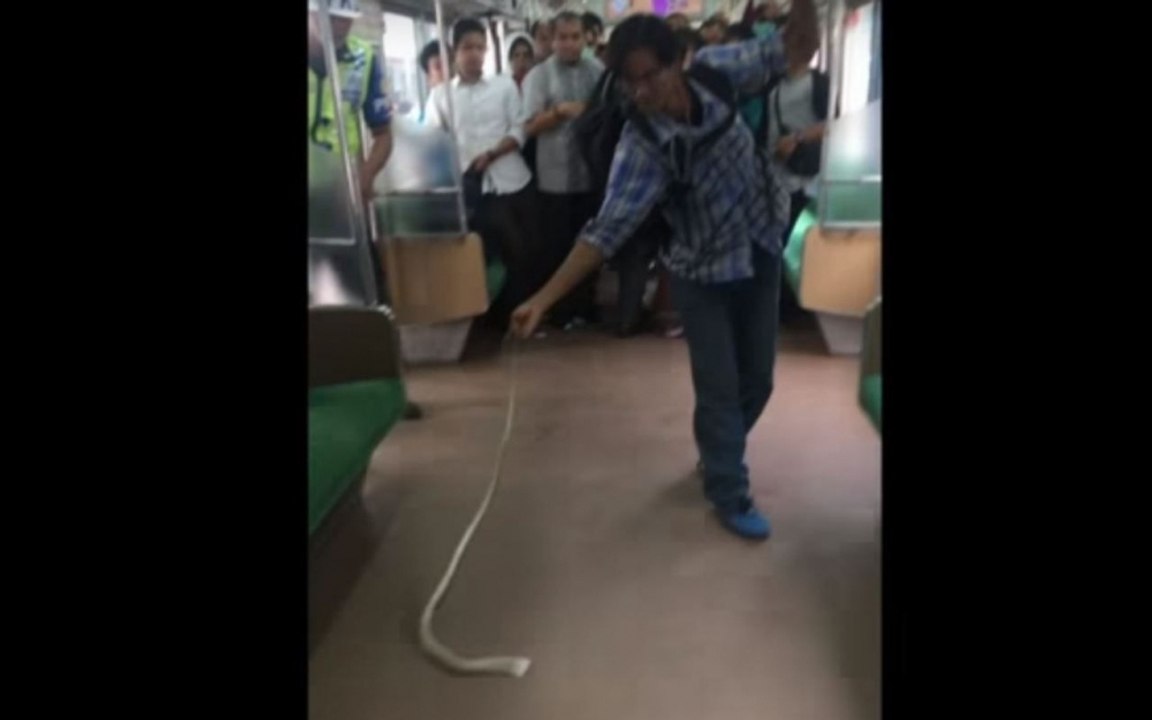 Un homme tue un serpent de ses mains en Indonésie
