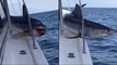 Un énorme requin en colère saute sur un bateau de pêche et le dévaste !