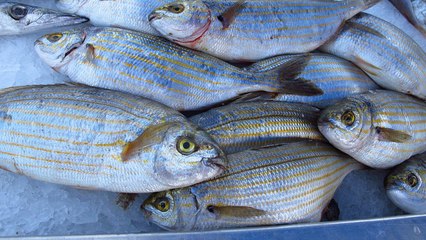 Saupe ou le poisson qui a les mêmes conséquences que les champignons hallucinogènes