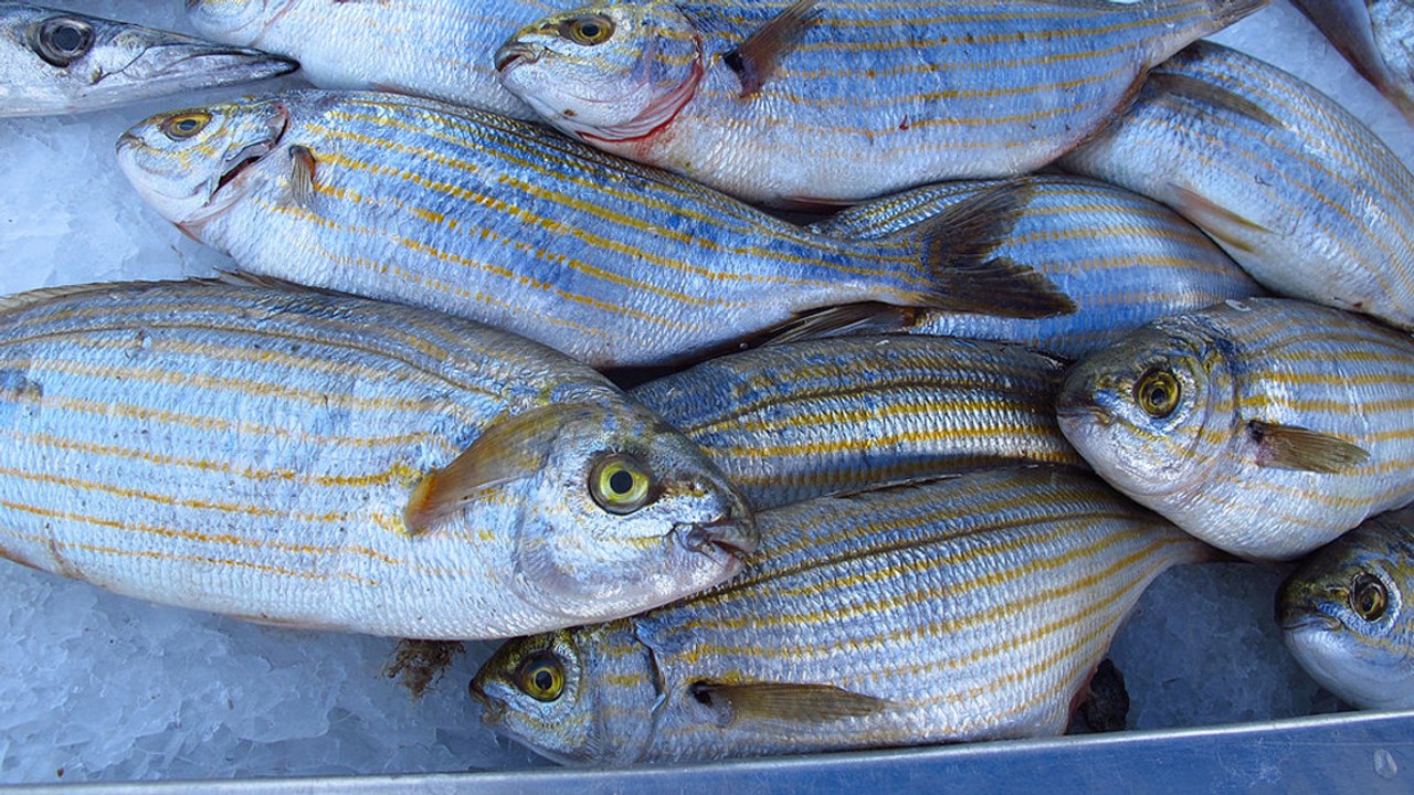 Saupe ou le poisson qui a les mêmes conséquences que les champignons hallucinogènes