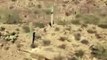 Un cône de chantier retrouvé perché sur un cactus à 10m de hauteur en plein desert... Mystérieux