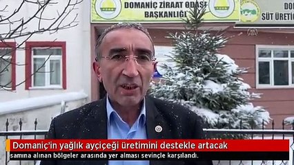 Domaniç'in yağlık ayçiçeği üretimini destekle artacak
