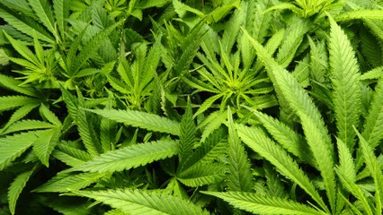 Vous pourrez bientôt passer un diplôme spécialité cannabis dans une université de Montréal