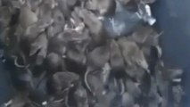 Les rats prolifèrent à Paris : la vidéo choc d'un éboueur