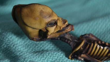 L'étrange momie à l'apparence extraterrestre livre enfin ses secrets