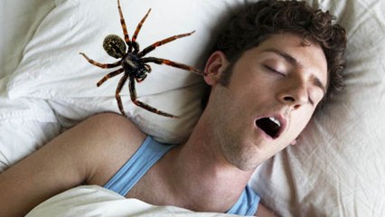 Combien d'araignées mangeons-nous vraiment pendant notre sommeil ?