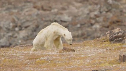 Cet ours polaire en train de mourir est la représentation parfaite de l'extinction d'une espèce