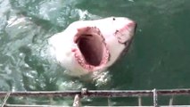 Afrique du Sud : un grand requin blanc attaque une cage de plongeurs