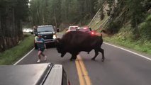 VIDEO - Il provoque un bison dans le parc de Yellowstone et le regrette immédiatement