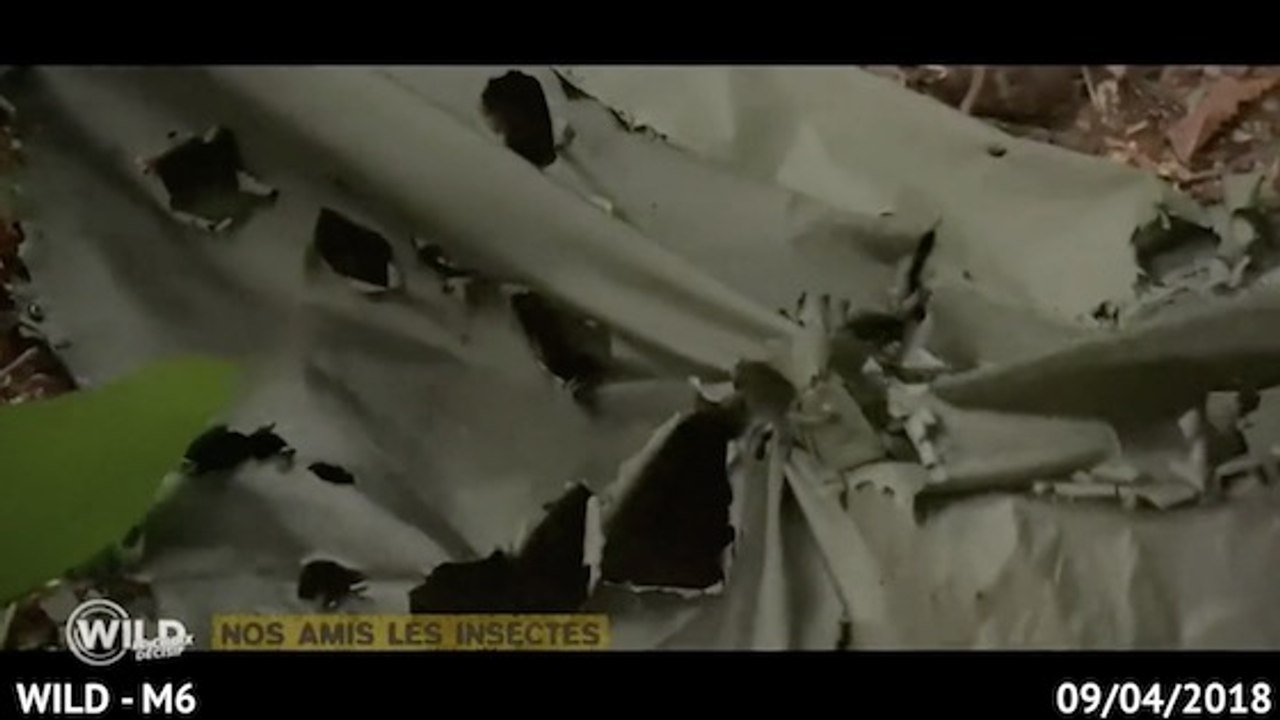 Wild : ils se font dévorer leurs vêtements en une nuit par… des fourmis !