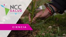 En Costa Rica buscan sembrar 6 millones de árboles por víctimas de COVID-19