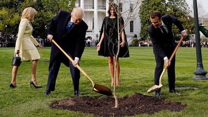 Pourquoi l'arbre planté par Emmanuel Macron et Donald Trump a été déplanté ?