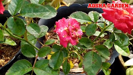 Mawar Flory Batik Orange