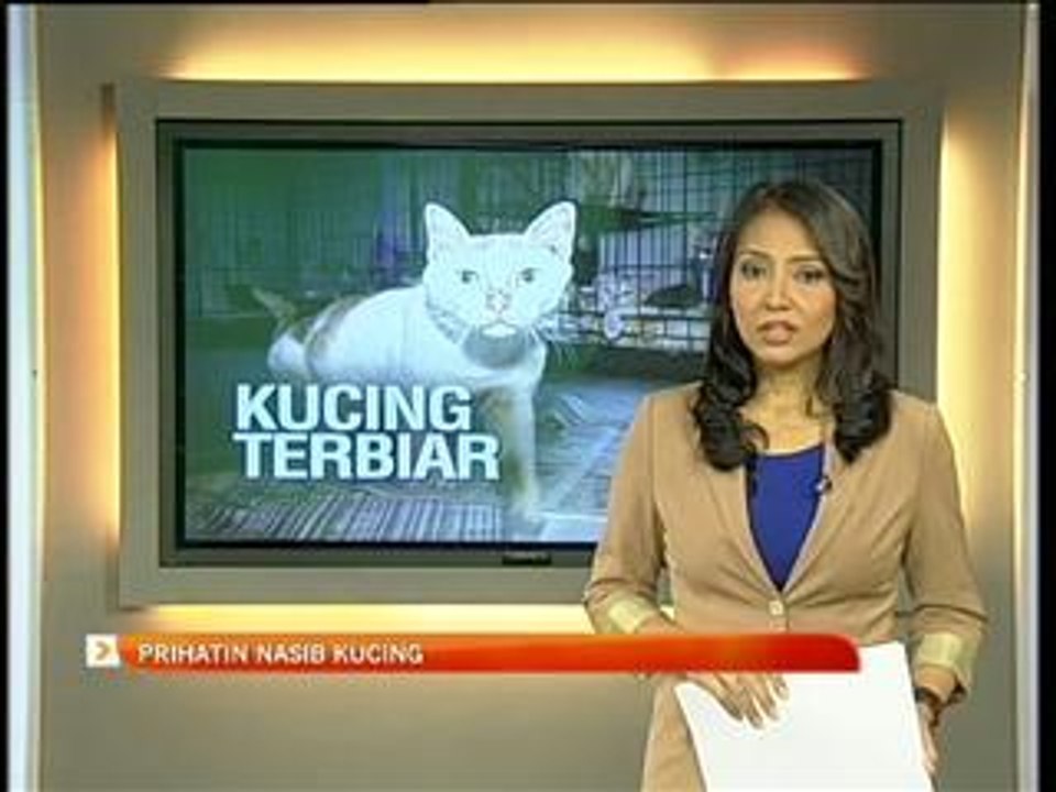 Prihatin nasib kucing