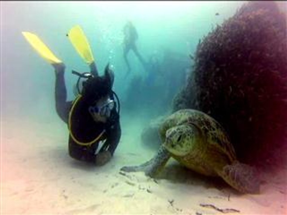 World Turtle Day!