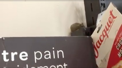 Chez Carrefour, des souris ont été vues dans le pain