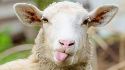 Deux "gilets jaunes" attaquent une brebis avec une pelle et une fourche... pour "se faire un kebab"