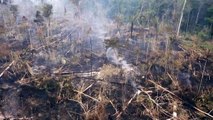 Desmatamento na Amazônia marca novo recorde