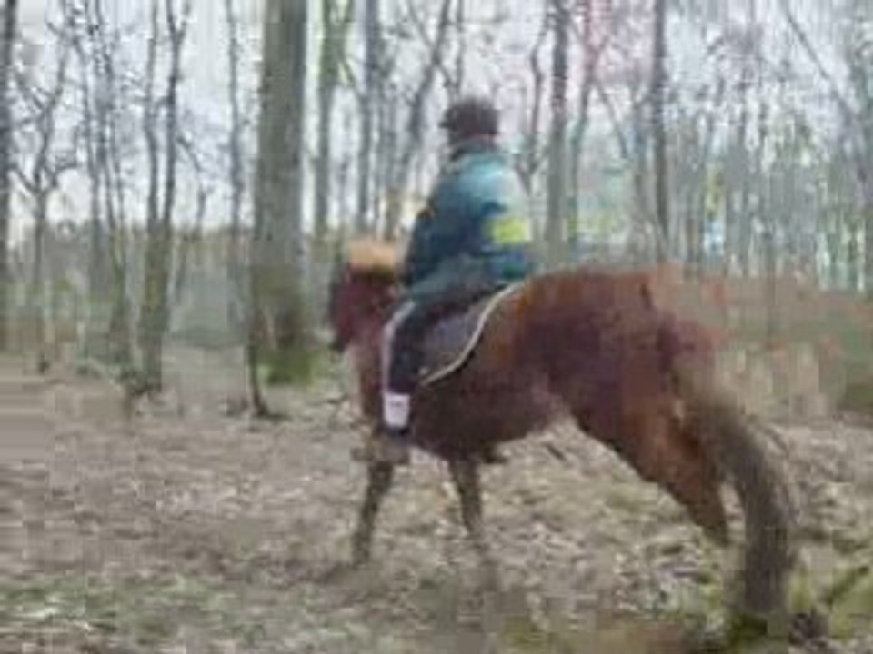 Prunelle