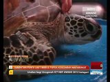 Sambutan Penyu Laut Mabul pupuk kesedaran masyarakat