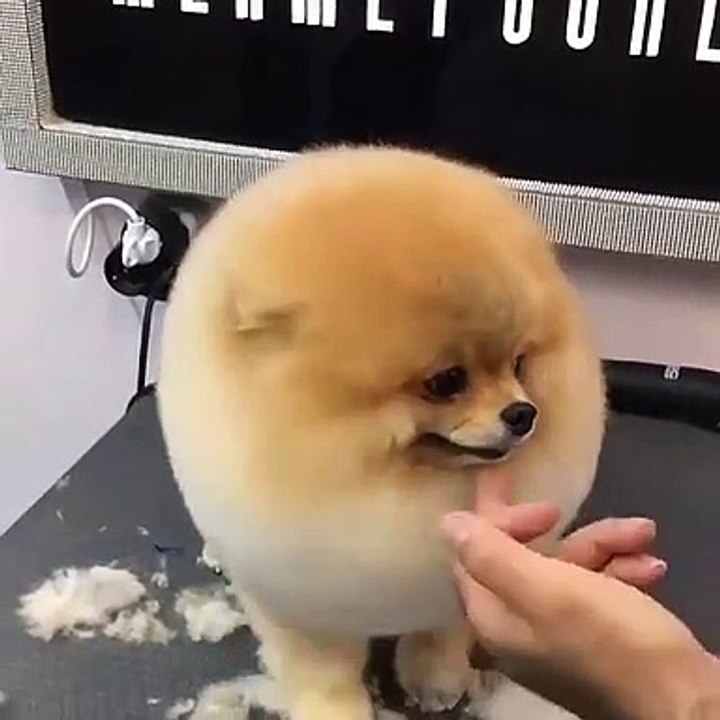 96Cute Dog - #96