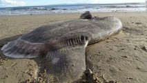 Il découvre une très étrange créature sur une plage