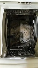 Cat Makes Itself Comfortable in the Washing Machine