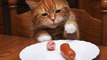 L'Australie veut tuer 2 millions de chats... avec des saucisses empoisonnées