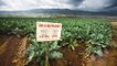 "Les alliés", "à éduquer", "à surveiller" : comment Monsanto aurait secrètement fiché des "centaines" de personnalités en France