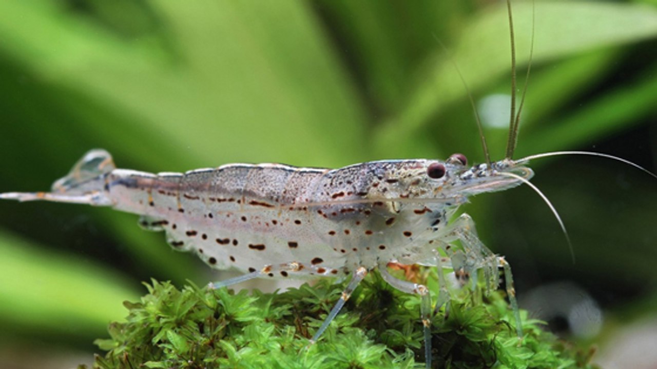 De la cocaïne retrouvée dans des crevettes d'eau douce !