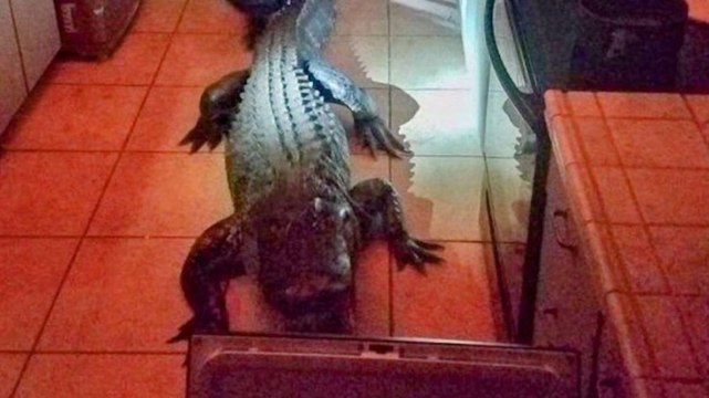 Etats-Unis : en pleine nuit, elle se retrouve nez à nez avec un alligator de 3 mètres dans sa cuisine (VIDEO)