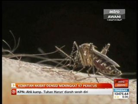 Kematian akibat denggi meningkat 97%